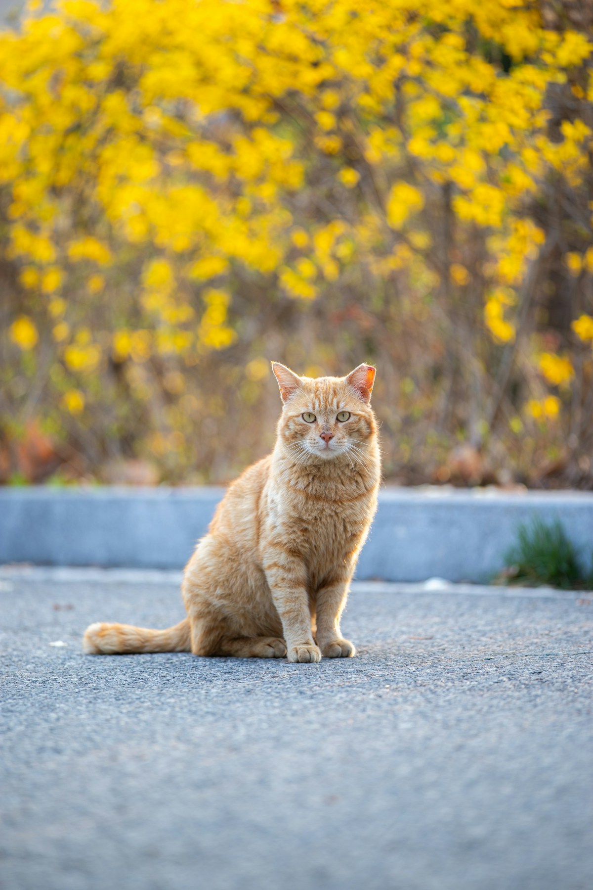 一只橘猫安静地坐在阳光下